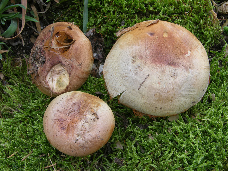 Quando Cortinarius odorifer non ha odore......